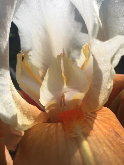 photosynthes-is: Sunny Iris