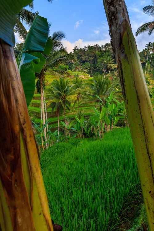 travelgurus:                      Tegalalang rice fields, Bali, Indonesia by Pierre Pichot        