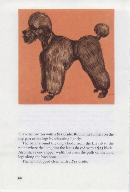 Know How To Clip A Poodle, 1962