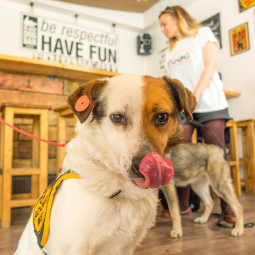 Ralphie aka “Half Face”, 3 years old, Black Dog Bar, Lado Asatiani Street • რალფი a