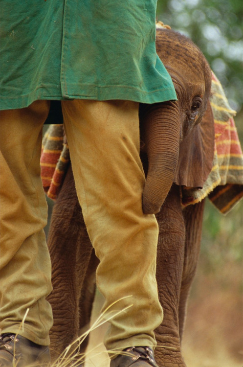 nubbsgalore:photos by gerry ellis from the david sheldrick wildlife trust, a nursery and orphanage f