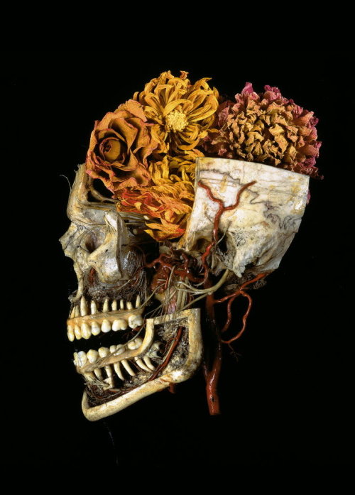 mindcontroltactics: Anatomical preparation of a skull with dried dahlias. Photographed by Steven Kat