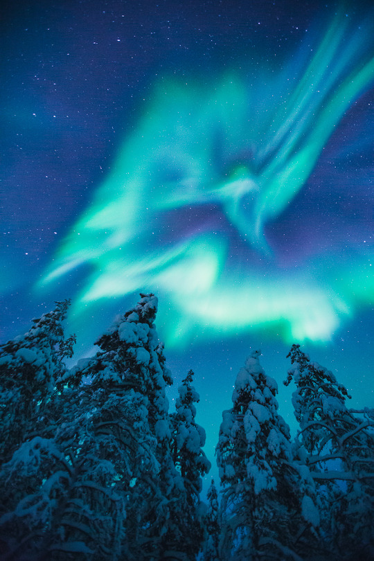 basdos:  Kakslauttanen Arctic Resort 