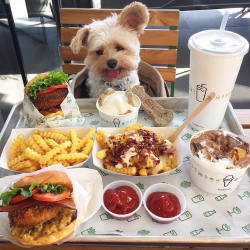 dar-a: mymodernmet:  Starving Stray Dog Is Rescued and Taken to Pet-Friendly Restaurants All Over LA  @coolnicegurl hey check this out 