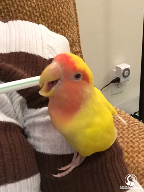 Birb yawn