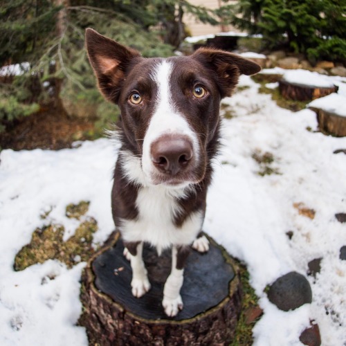 thedogist:Spartacus, Border Collie (1.5 y/o), Truckee, CA • “He’s a trained search 