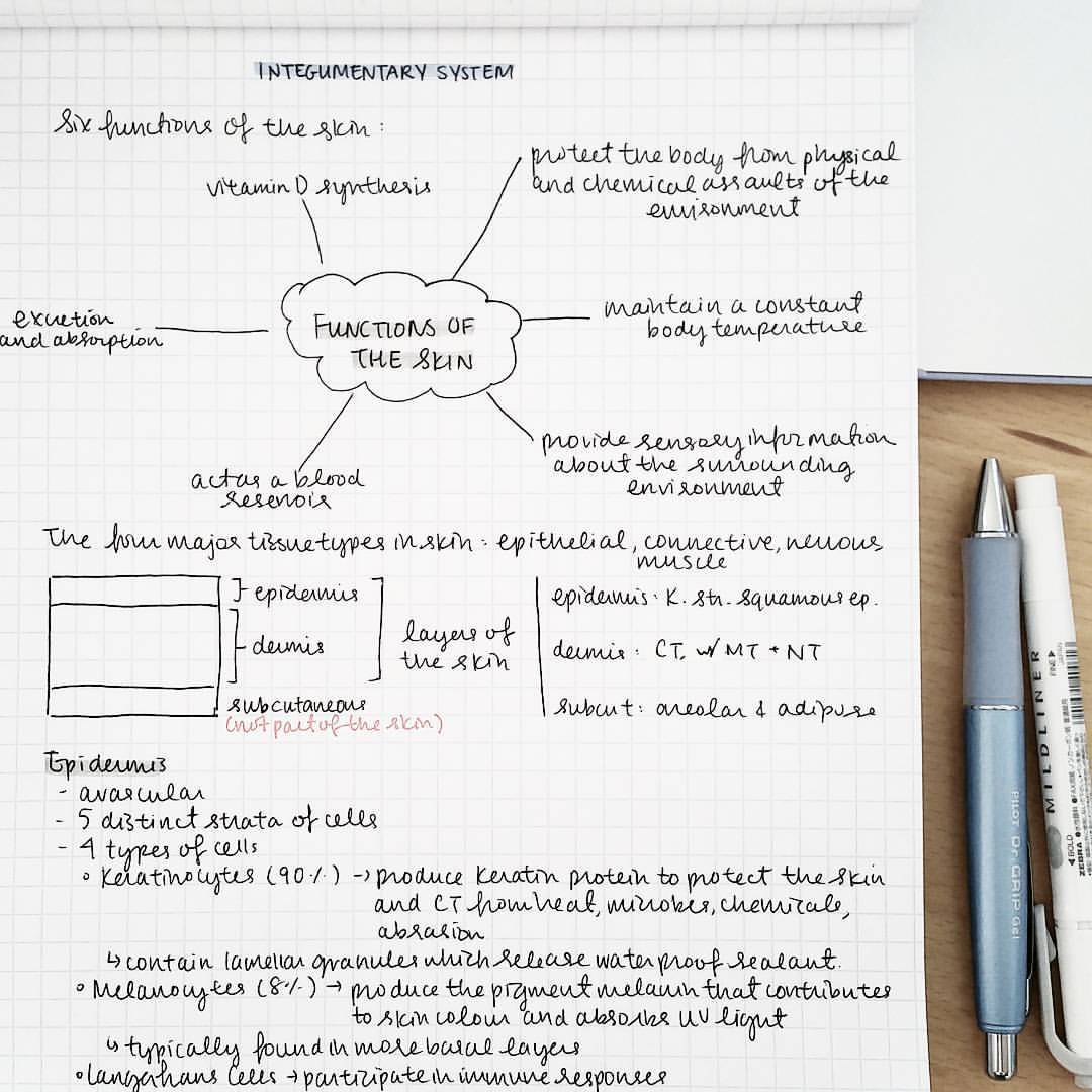 studyallure:
“ Integumentary system review. Remember, making your notes pretty doesn’t necessarily mean you’ll get good grades. #studyblr #studyallure #mine #study
”