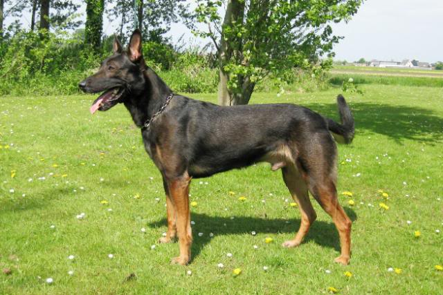 belgian malinois working