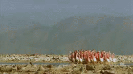 ghostgif:anti-social-texting:flamingos really piss me off like what the hell are they doing??????loo