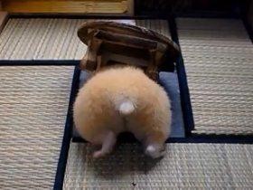Sex tastefullyoffensive:  Hamster Butts [via] pictures