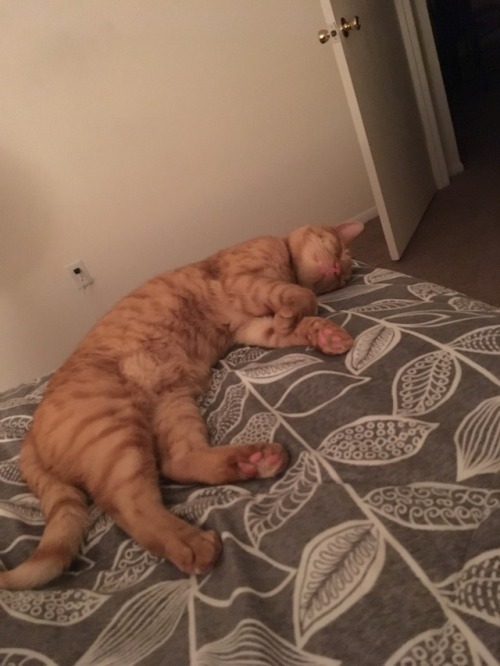 findingpassioninthemundane:He’s had a long day of eating, so time to hit the hay. @mostlycatsm