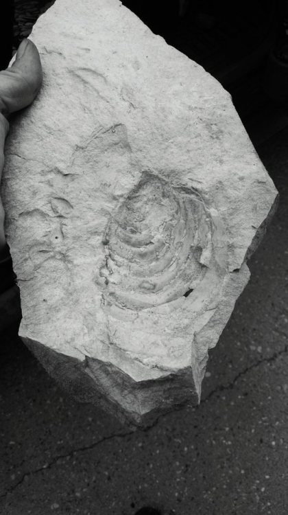 lovepotionnbr9:Found this fossil today of a shellfish!