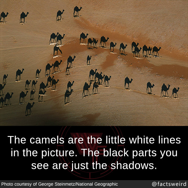 mindblowingfactz:  The camels are the little white lines in the picture. The black