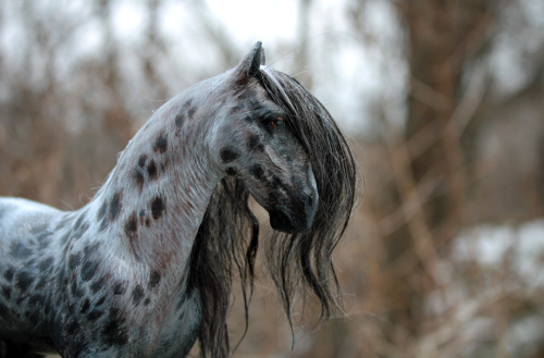 quequinoxart:  “Kismet” ooak appaloosa gypsy vanner horse sculpture. He is made from polymer clay over a wire and foil armature, and painted in acrylics. His hair is a blend of mohair.  He’s for sale on etsy! 