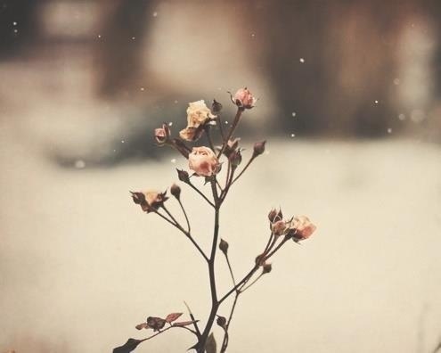flowers on We Heart It. http://weheartit.com/entry/85705382