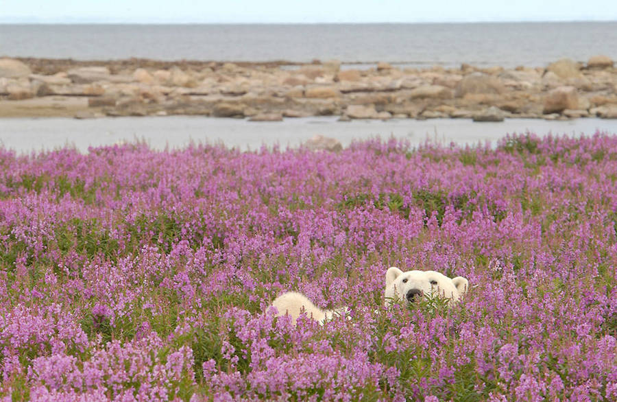 landscape-photo-graphy:  Adorable Polar Bear Plays in Flower Fields Canadian photographer