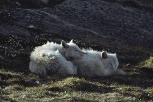 wolveswolves:Arctic wolves (Canis lupus arctos) by Jim Brandenburg