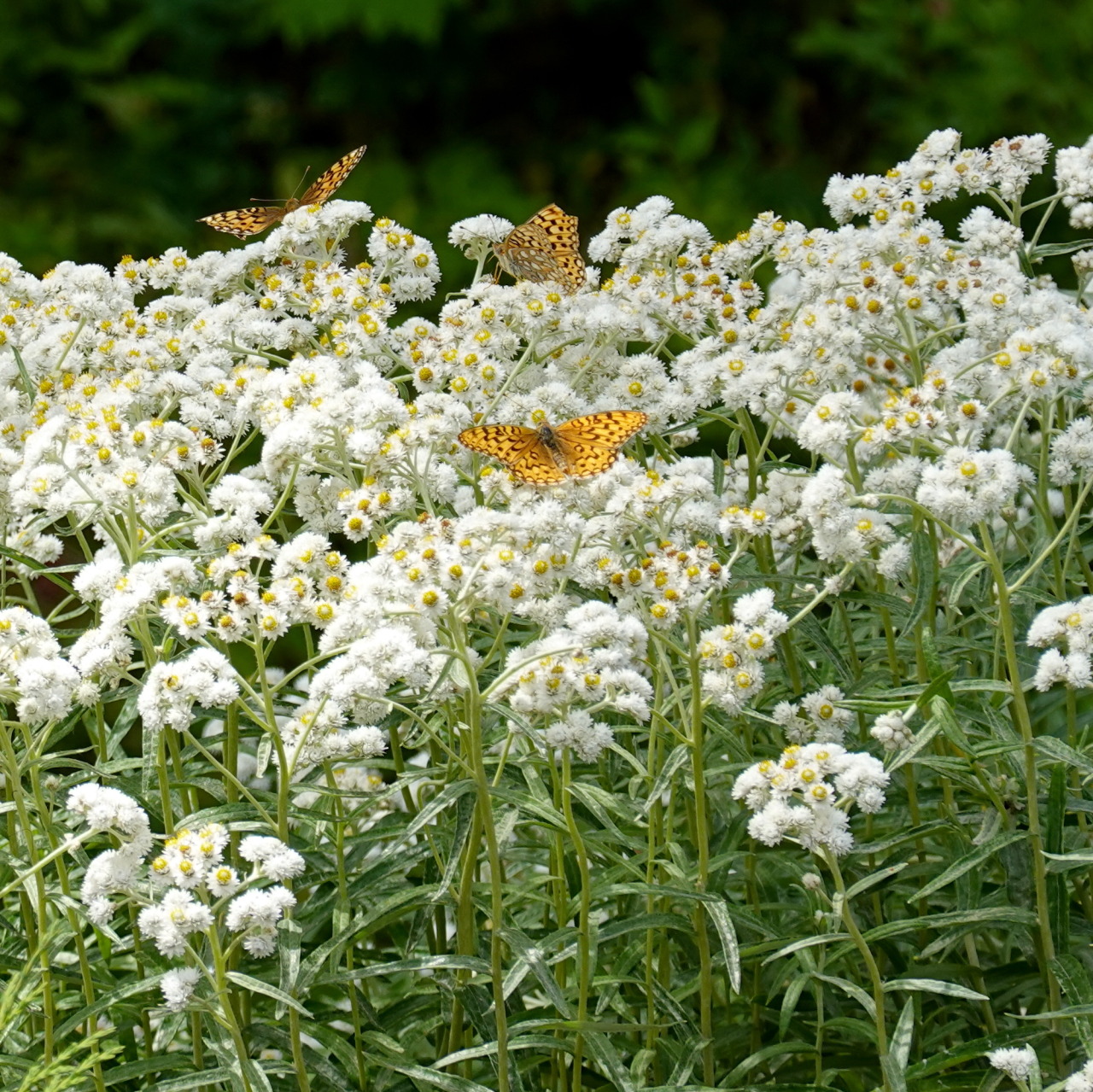 A patch of flowers with yellow centers surrounded by dense white petal-like bracts. Several orange and black butterflies rest on the flowers.