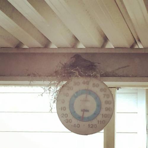 Happy #EarthDay To Us! This #robin Started Her #nest On Friday & Its Really Taking Shape! I Hope She