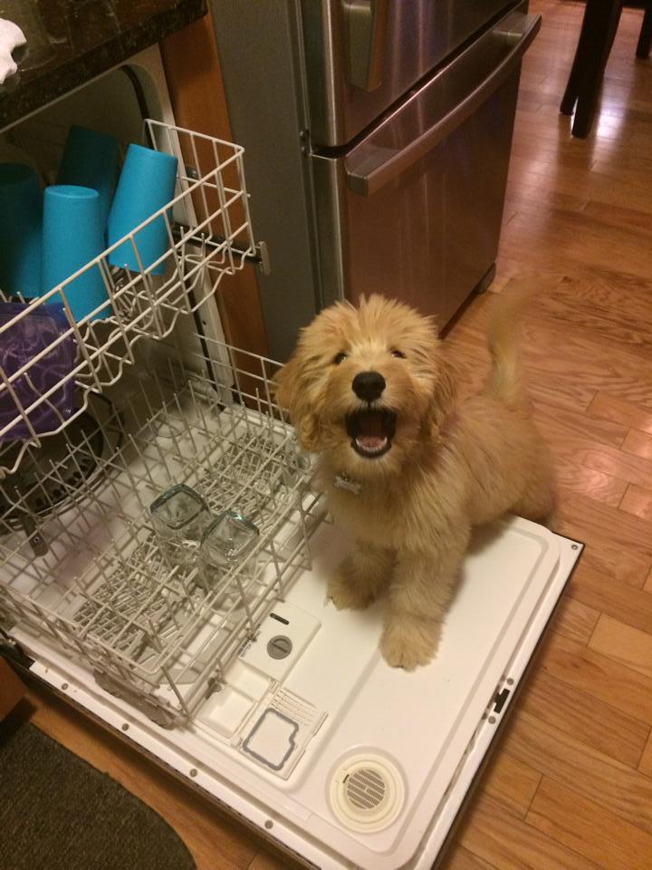 cute-overload:  Dollie the pup loves to help her mama around the house!http://cute-overload.tumblr.com