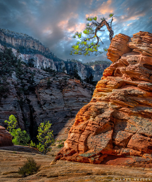 Hang In There by James Neeley I was glad to see that one of my favorite trees was still doing well in Zion National Park. https://flic.kr/p/2nkjnP2 #IFTTT#Flickr#utah#zion#zionnationalpark#landscape#nature#jamesneeley