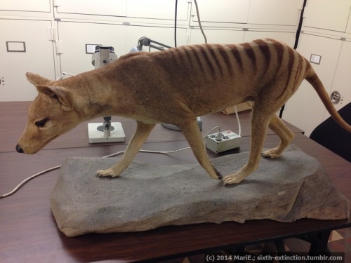 sixth-extinction:I was fortunate enough to finally view this beautiful thylacine specimen behind the