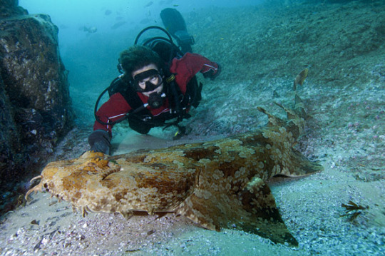 baggytrousers27:skiplo-wave:lazy-cat-corner:Babe, wake up. New benefit to being a marine biologist just dropped!That shark looks like fucking carpet found in 1970s dumpster The name is from one of the (300+) Australian Aboriginal languages. Ostensibly