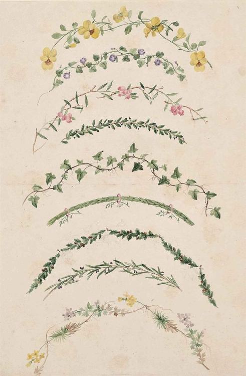 oldpaintings:A sheet of botanical studies of ivy and other trailing wild flowers by Johann Knapp (Au