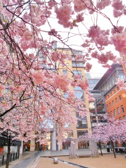 missharpersworld:  season—dreams:  vwcampervan-aldridge:  Cherry Blossom, Peace Garden, Oozells Square, Birmingham  All original Photography by vwcampervan-aldridge  ░