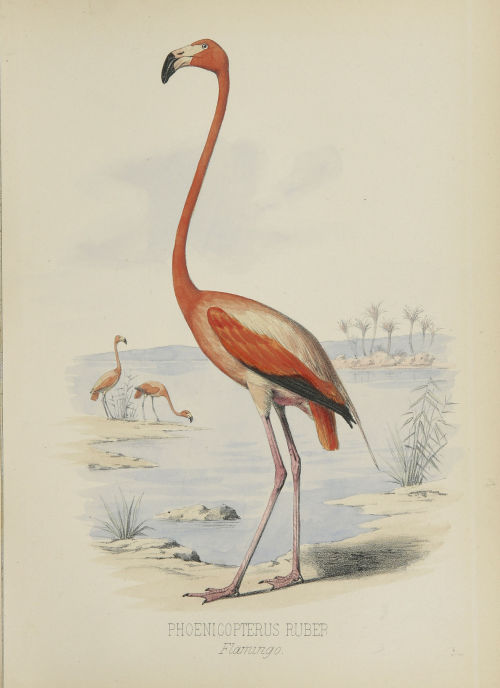 Selections from Birds of the Bahama islands by Charles B. Cory, 1880. 