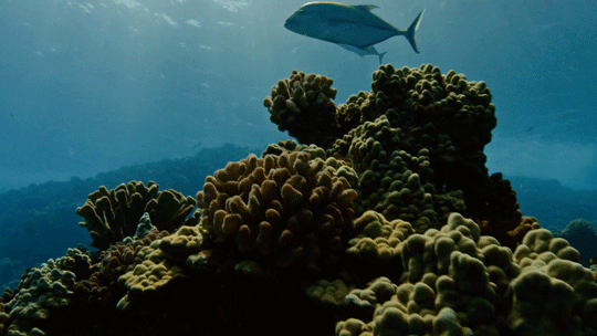 noaasanctuaries:Happy New Year from your National Marine Sanctuary System! 