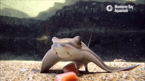 montereybayaquarium:It’s a baby bat ray brunch! Using plate-like teeth to grind and chew their sustainable seafood, these youngsters will grow quickly into their role as majestic sea flap flaps.