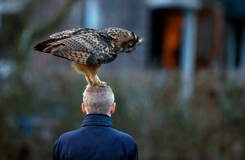 archiemcphee:  Last month we shared a story about a territorial owl in Salem, OR who was dive-bombing unsuspecting park joggers passing through its turf. Today we’ve learned about another unusual owl who seeks out people, this time apparently as a