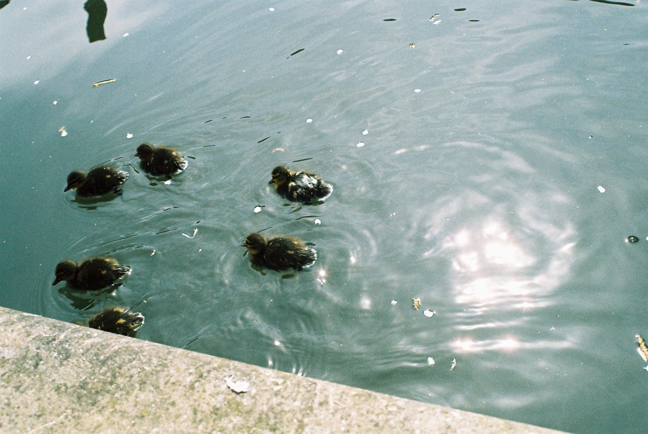 Ducklings, Regent’s Canal, London, April 2014