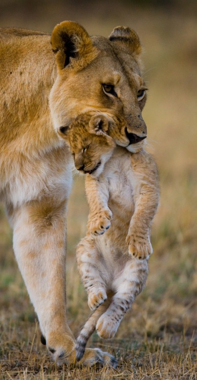 beautiful-wildlife:Mother’s Happiness by ANDREY GUDKOV