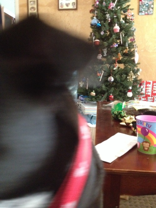 This is what it’s like taking a picture of Boomer:1. Oh hi there2. What was that noise?3. It&r