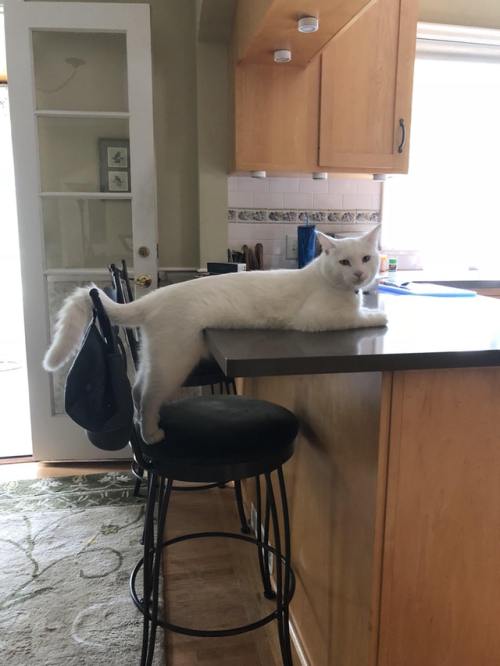 world-of-cats: “ My cat isn’t allowed on the counter, but he likes to push our limits &l