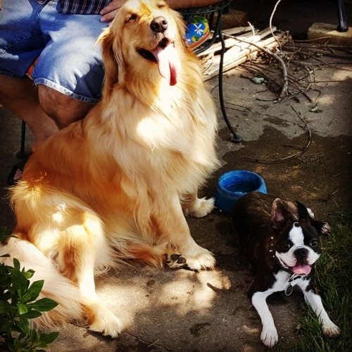 handsomedogs:My girl Whiskey the Boston Terrier and her new bff Gracie the Golden Retriever.
