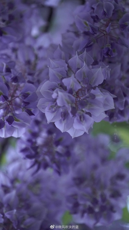 fuckyeahchinesegarden:wisteria blossoms in laomendong, nanjing by 微风吹淡的蓝