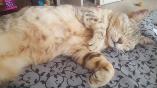 The golden belly! Happy Caturday!