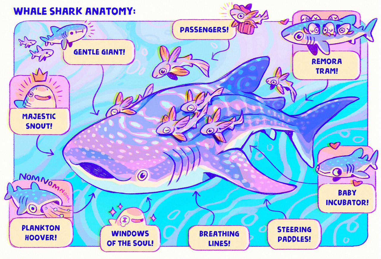 fabula-ultima:  Anatomy of the majestic snout of the seas ~