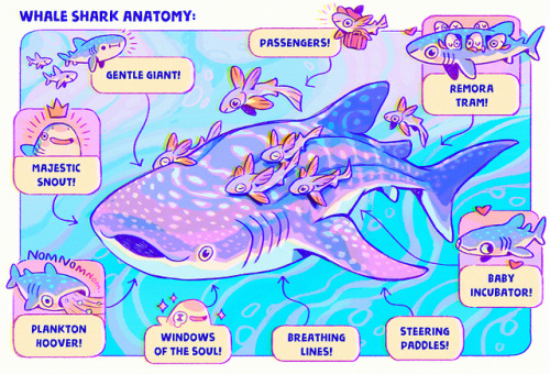 fabula-ultima:Anatomy of the majestic snout of the seas ~