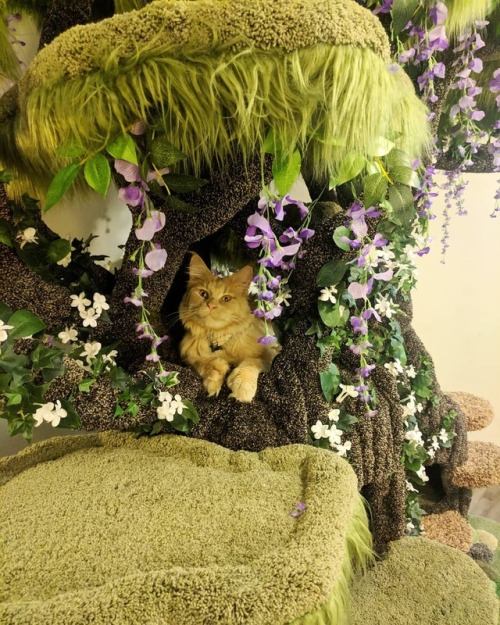 naamahdarling:catsbeaversandducks:Wolfie the Werecat and his wonderful Enchanted Forest Kitty Sanctu