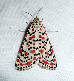 currentsinbiology:Crimson Speckled. Utethesia