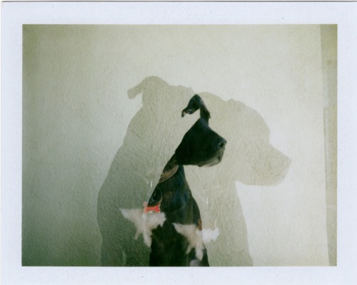 Double exposed Polaroid feat. Conan Oliver & LucyPhotos by: @alliesaurousrex