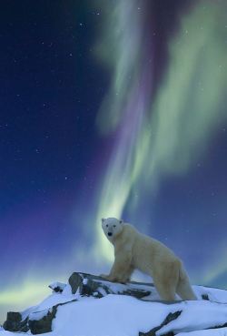 mybowmaiden48:  renamonkalou:  Aurora and the Polar Bear | Patrick J. Endres  Simply stunning.   Once upon a time&hellip; :_(Goodbye my friend, it was great to meet you.