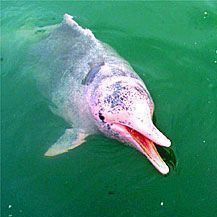 Porn fruitstim: pink river dolphin 🐬/🐬/🐬 photos