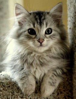 awwww-cute:  Siberian kitten (Source: http://ift.tt/2pU0wW1)