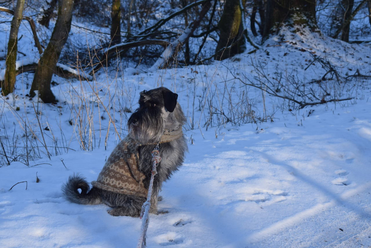 Holger the schnauzer