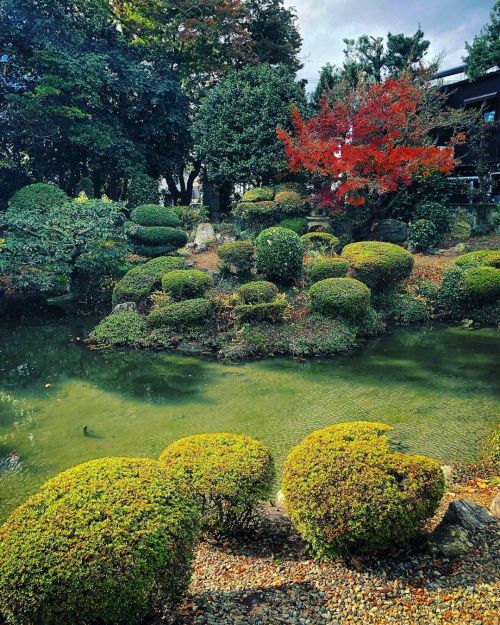 明照寺庭園 [ 滋賀県彦根市 ] Menshoji Temple Garden, Hikone, Shiga の写真・記事を更新しました。 ーー俳人 #松尾芭蕉 が江戸へ向かう途中に俳句に詠んだ江戸時